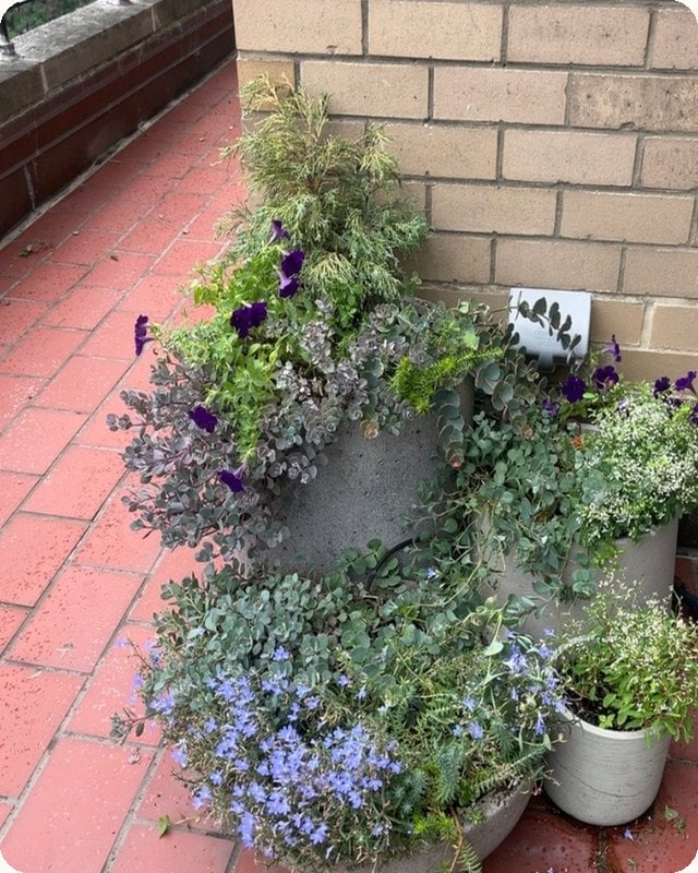The same planter after trimming, tidy and green