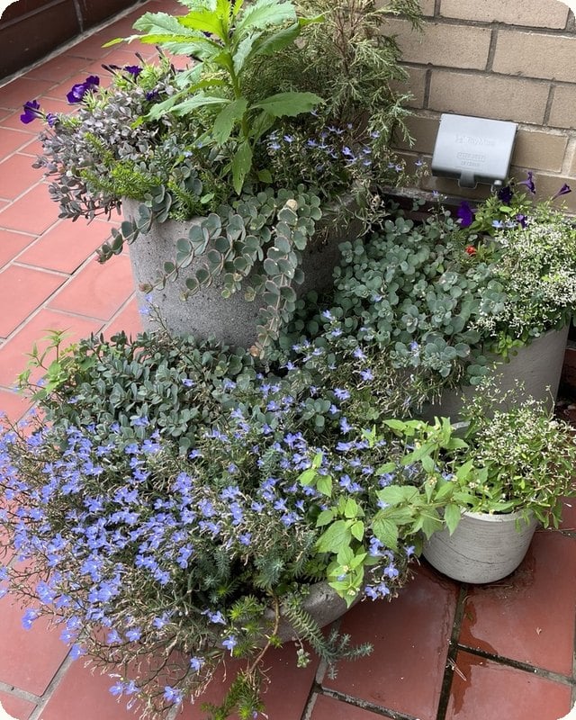A planter crowded with leggy stems, browning growth, and a large weed